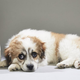Photo: Grounds & Hounds